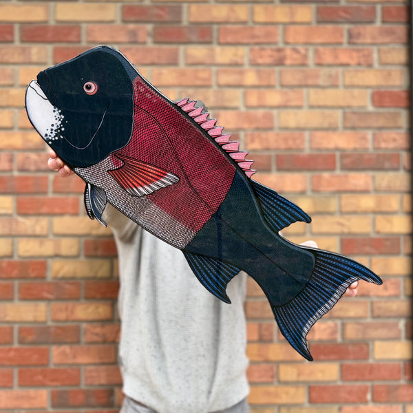California Sheephead || Print Mount || 28"
