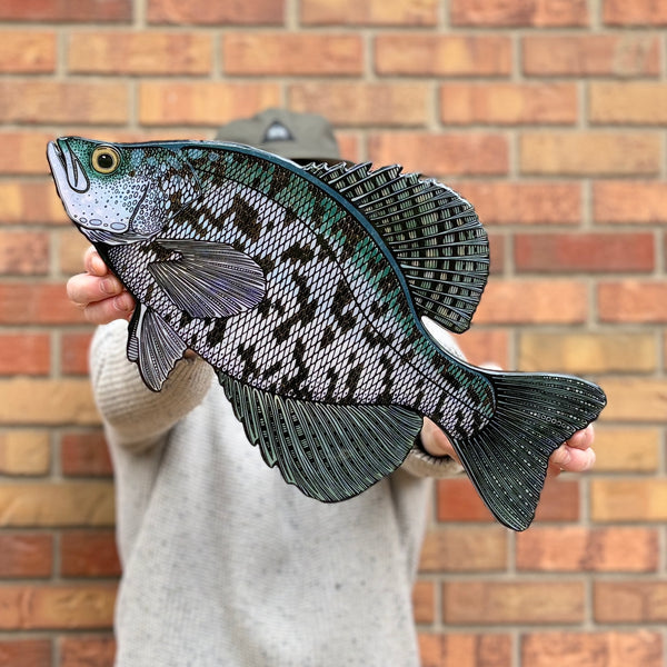 Black Crappie || Print Mount || 18"