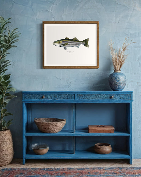 Striped Bass II Color Fine Art Print