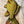 Load image into Gallery viewer, Carp || Print Mount || 28"
