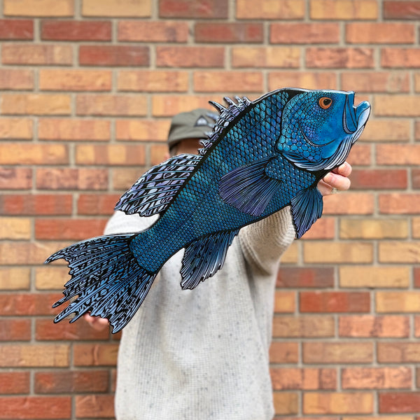 Black Sea Bass || Print Mount || 24"